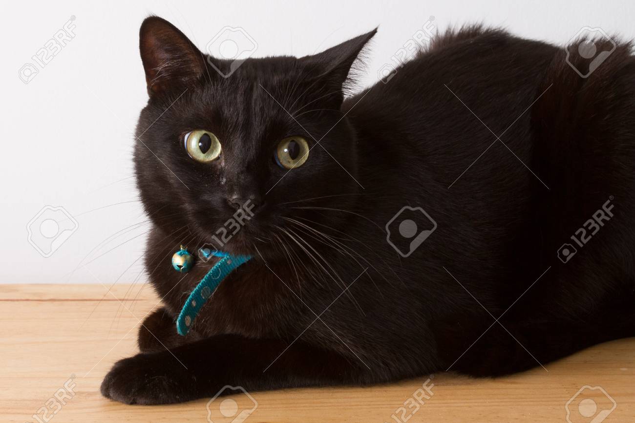Beau Chat Noir Aux Yeux Verts Couché Sur Le Plancher En Bois