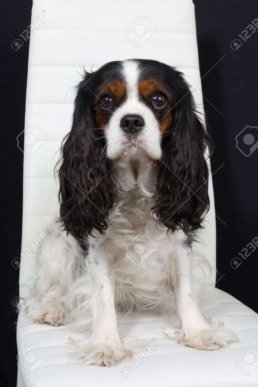 cavalier dog show