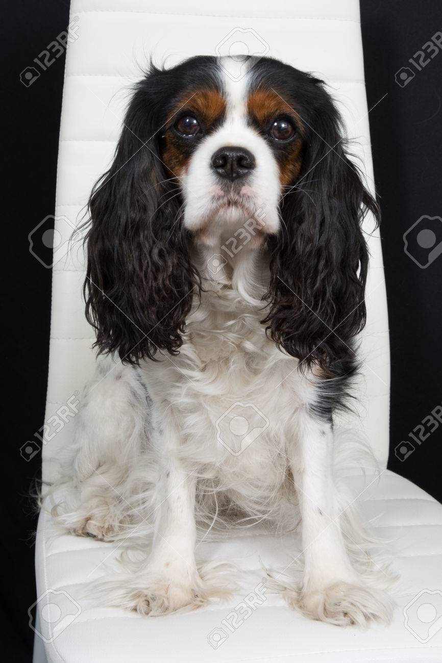 cavalier dog show