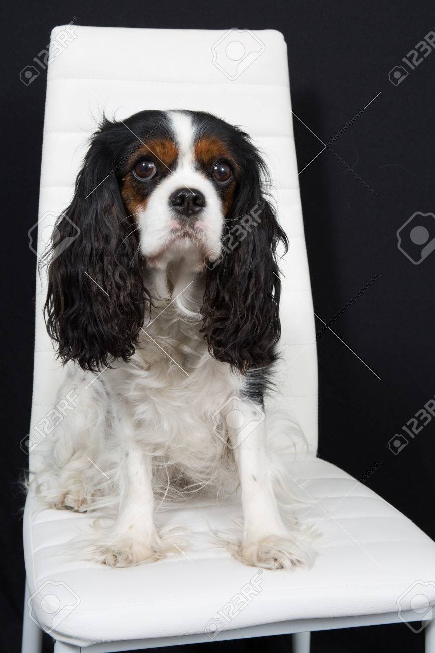 cavalier dog show