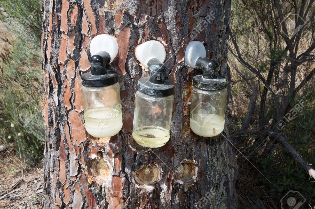Extraction Of Natural Resin From Pine Tree Trunks Stock Photo Picture And Royalty Free Image Image 63451224
