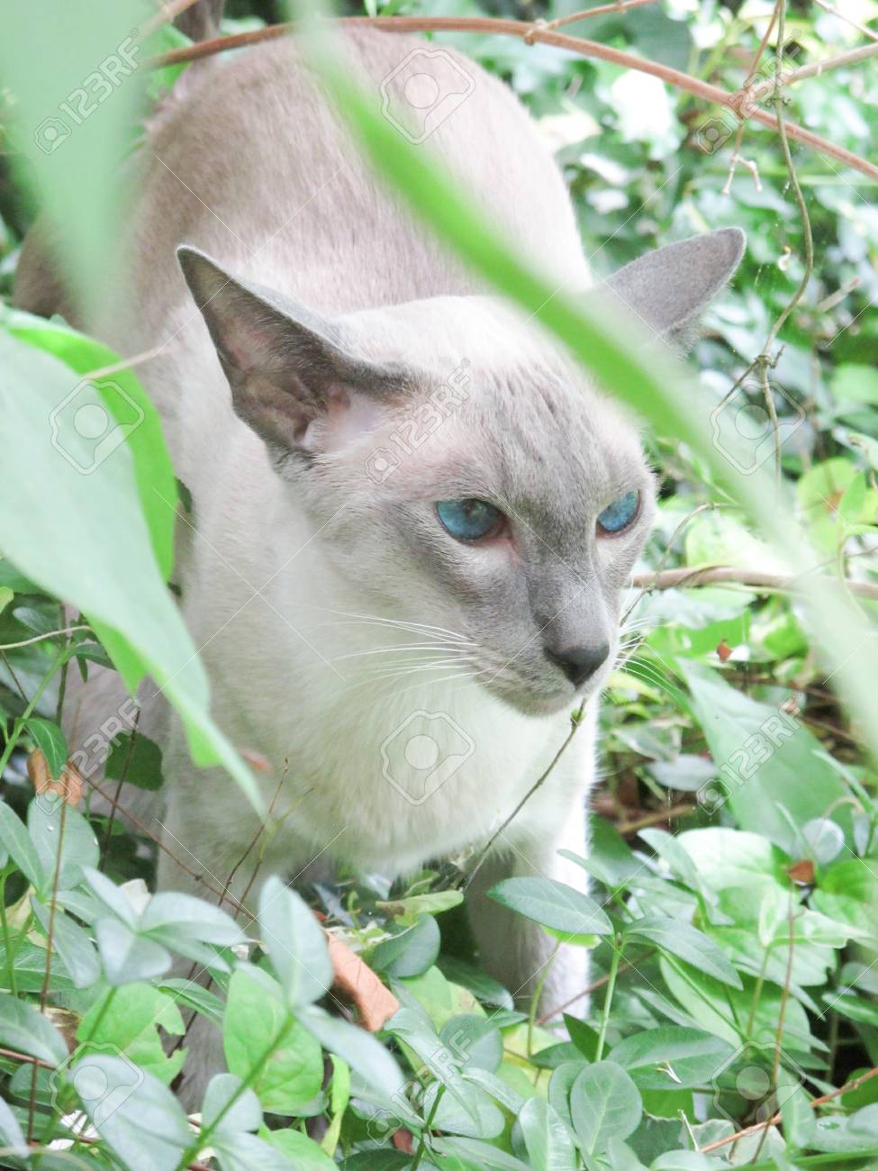 庭の家のオリエンタル ブルー ポイントのシャム猫 の写真素材 画像素材 Image