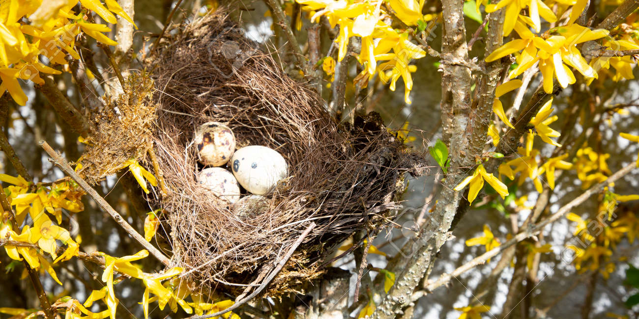 Ovos Em Uma Árvore De Ninho De Pássaro Na Natureza Foto Royalty Free,  Gravuras, Imagens e Banco de fotografias. Image 120325917, image size:1300x650