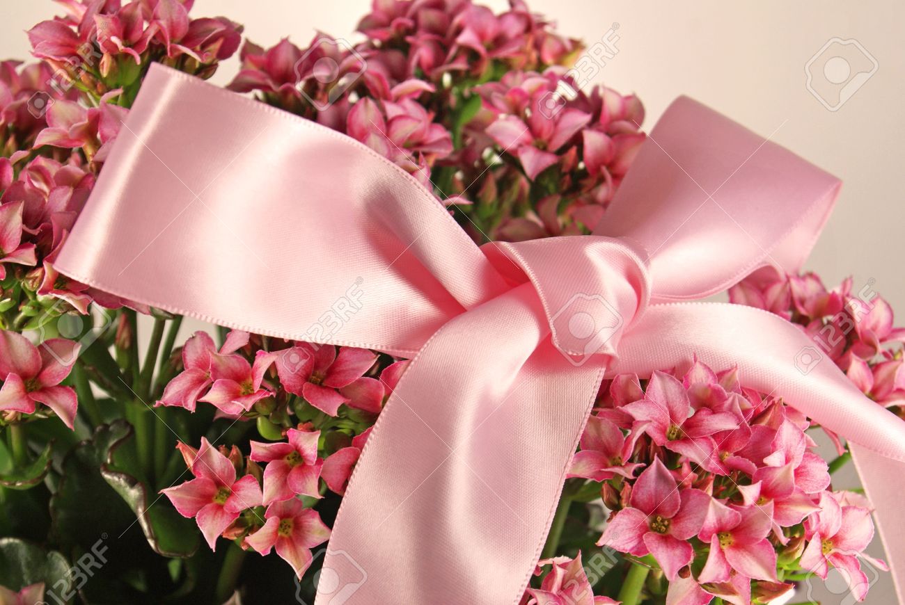 Une Plante En Pot Avec De Petites Fleurs Roses Et Un Satin Rose Pâle Arc Lié Au Dessus