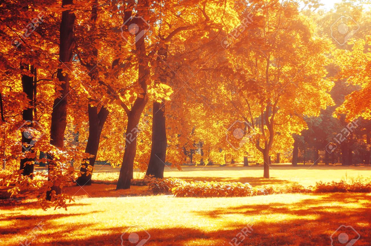 秋の風景です 晴天の黄金紅葉で色鮮やかな秋の公園 の写真素材 画像素材 Image 秋の風景です 晴天の黄金紅葉で色鮮やかな秋の公園 の写真素材 画像素材 Image