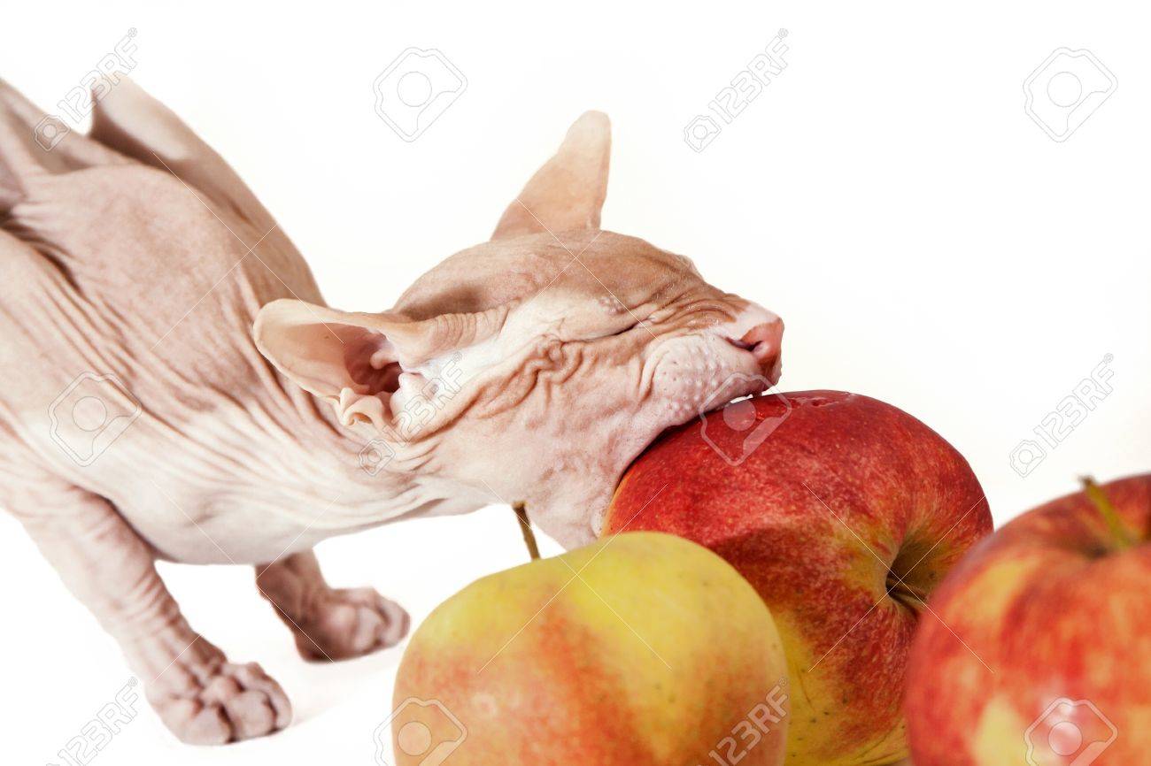 cat eats apple