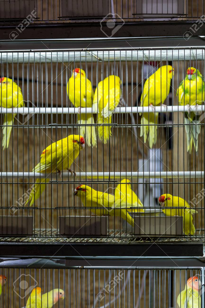 Oiseaux Décoratifs En Cage Sur Exposition à Vendre
