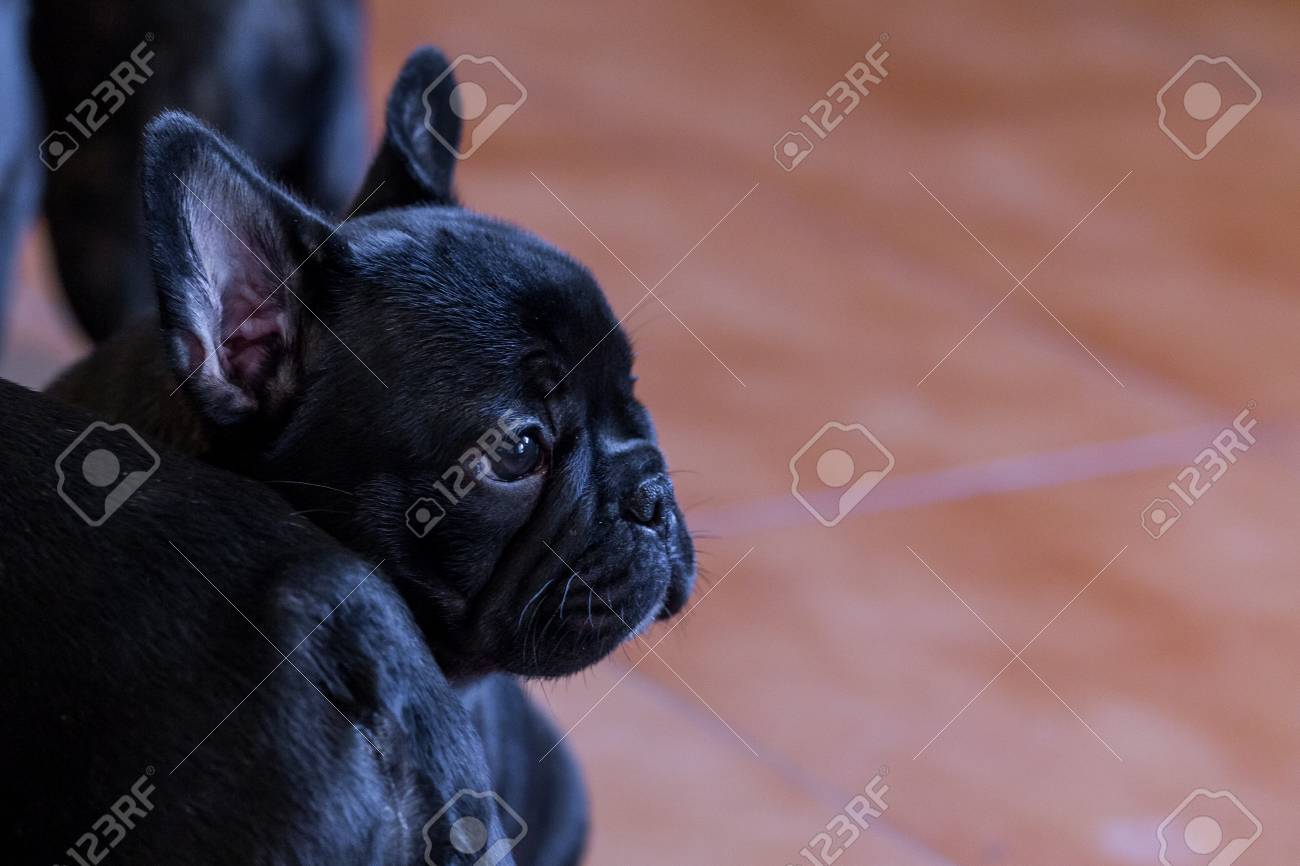 Petit Chiot Bouledogue Francais Noir Banque D Images Et Photos Libres De Droits Image