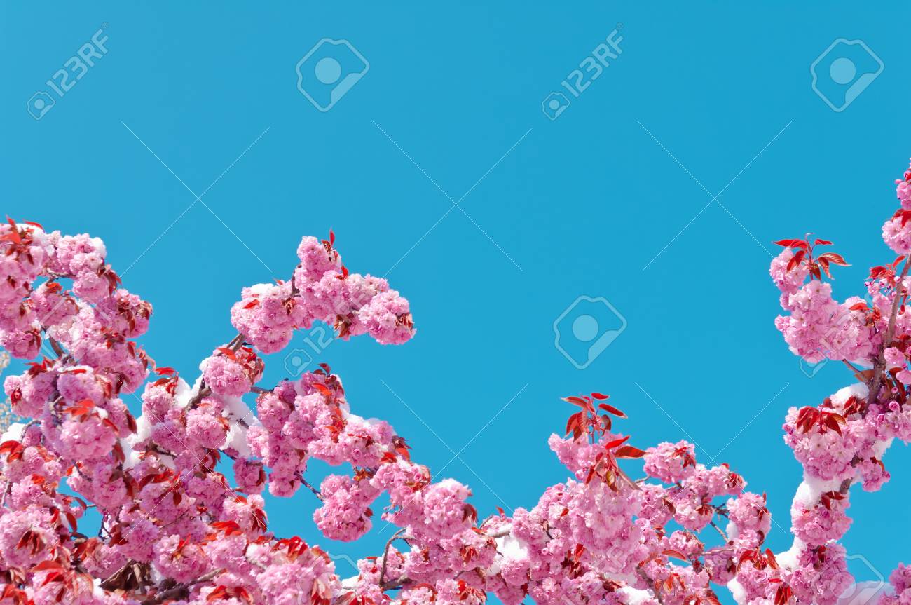 Cerisier En Fleurs Après La Chute De Neige Cerisier Japonais Prunus Serrulata Sakura Ou Fleur De Cerisier