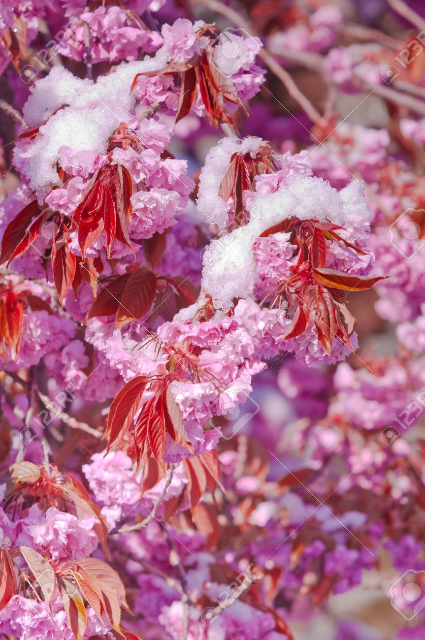 Cerisier En Fleurs Après La Chute De Neige Cerisier Japonais Prunus Serrulata Sakura Ou Fleur De Cerisier