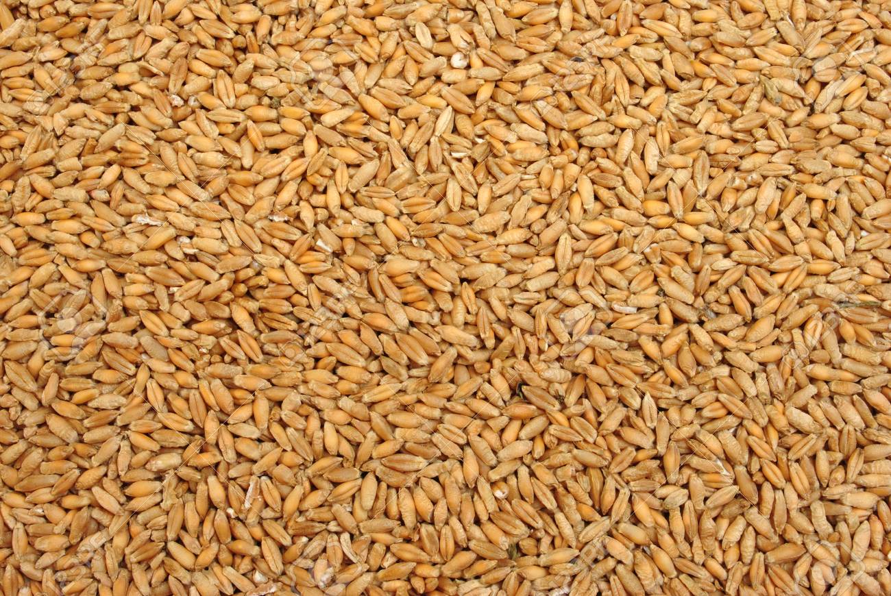 triticale is a hybrid of wheat and rye stock photo picture and