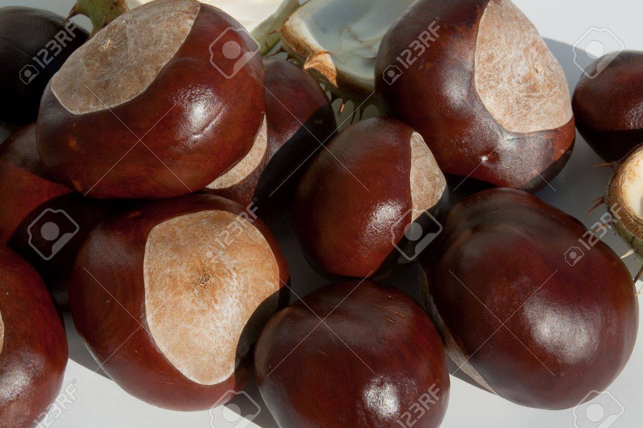 Chesnut In Autumn Stock Photo Picture And Royalty Free Image Image
