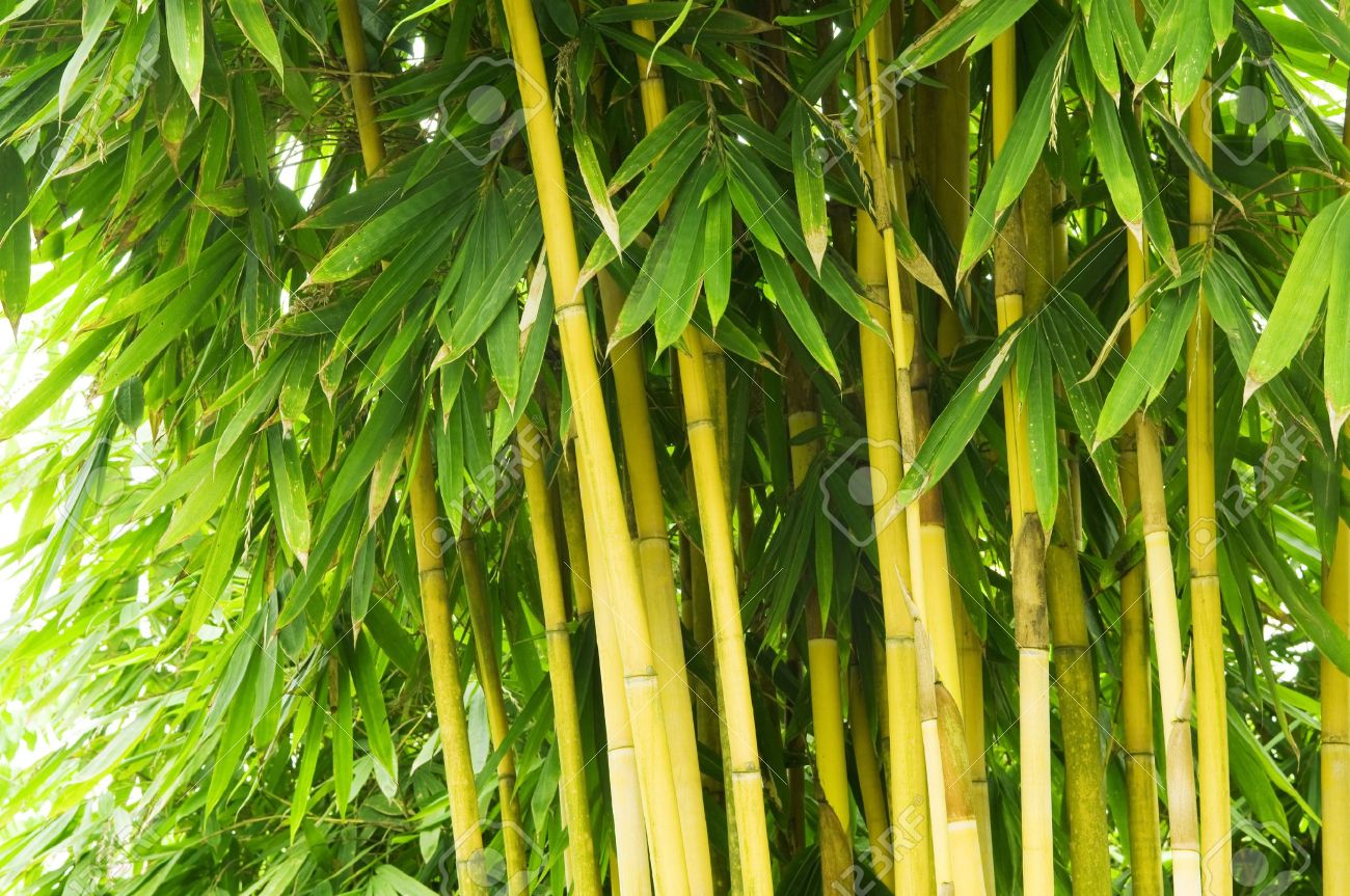 bamboo tree in oriental garden stock photo picture and royalty free