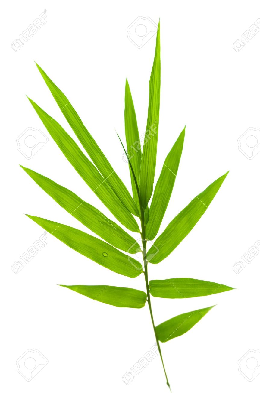 bamboo leaves on white