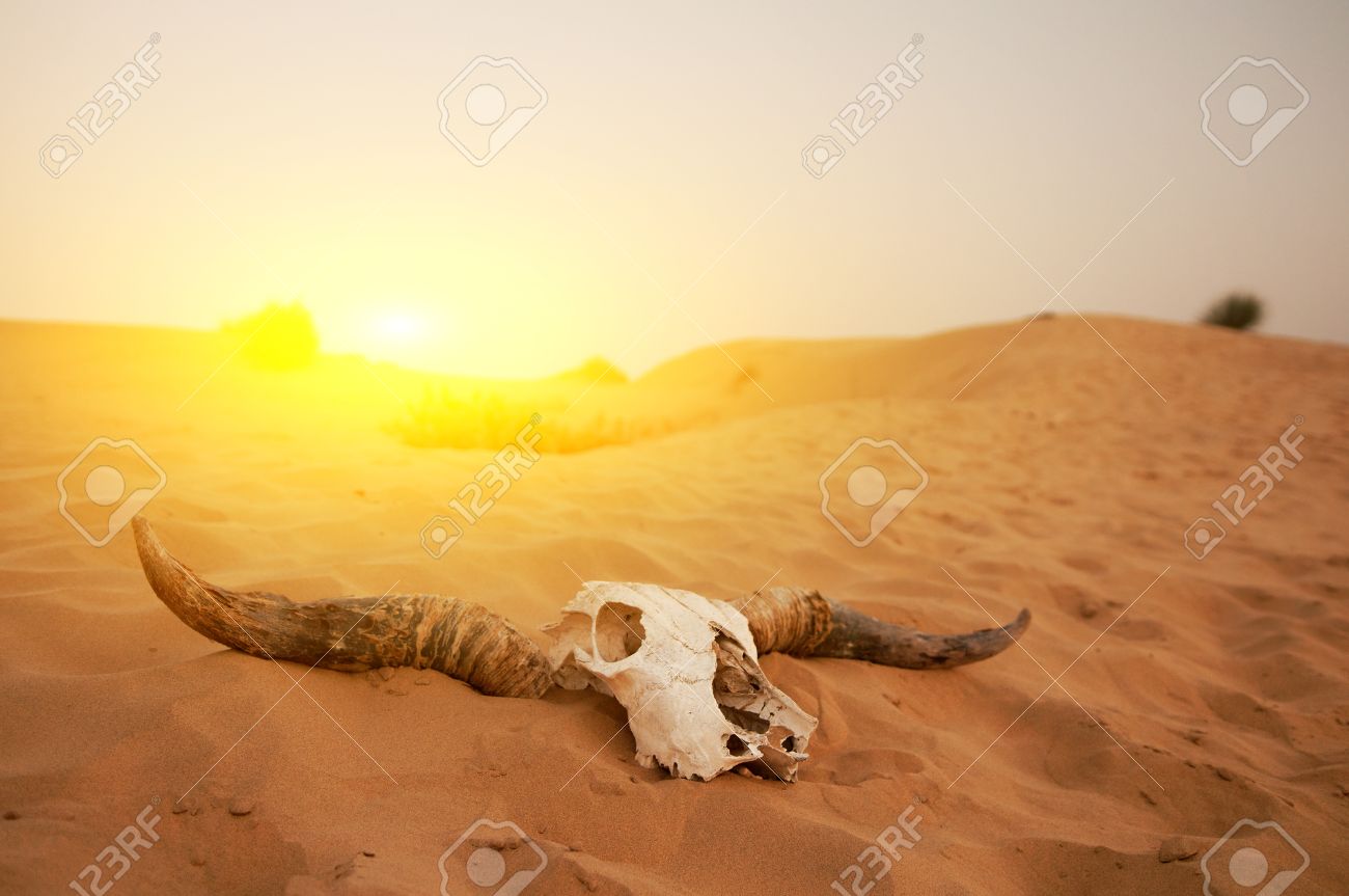 砂漠の動物の頭蓋骨 の写真素材 画像素材 Image