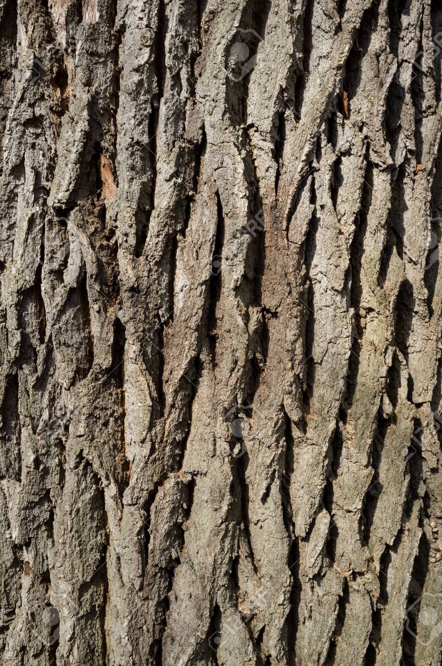 White Poplar Or Populus Alba Tree Bark Or Rhytidome Texture Detail In  Spring Forest Stock Photo, Picture And Royalty Free Image. Image 123219479.