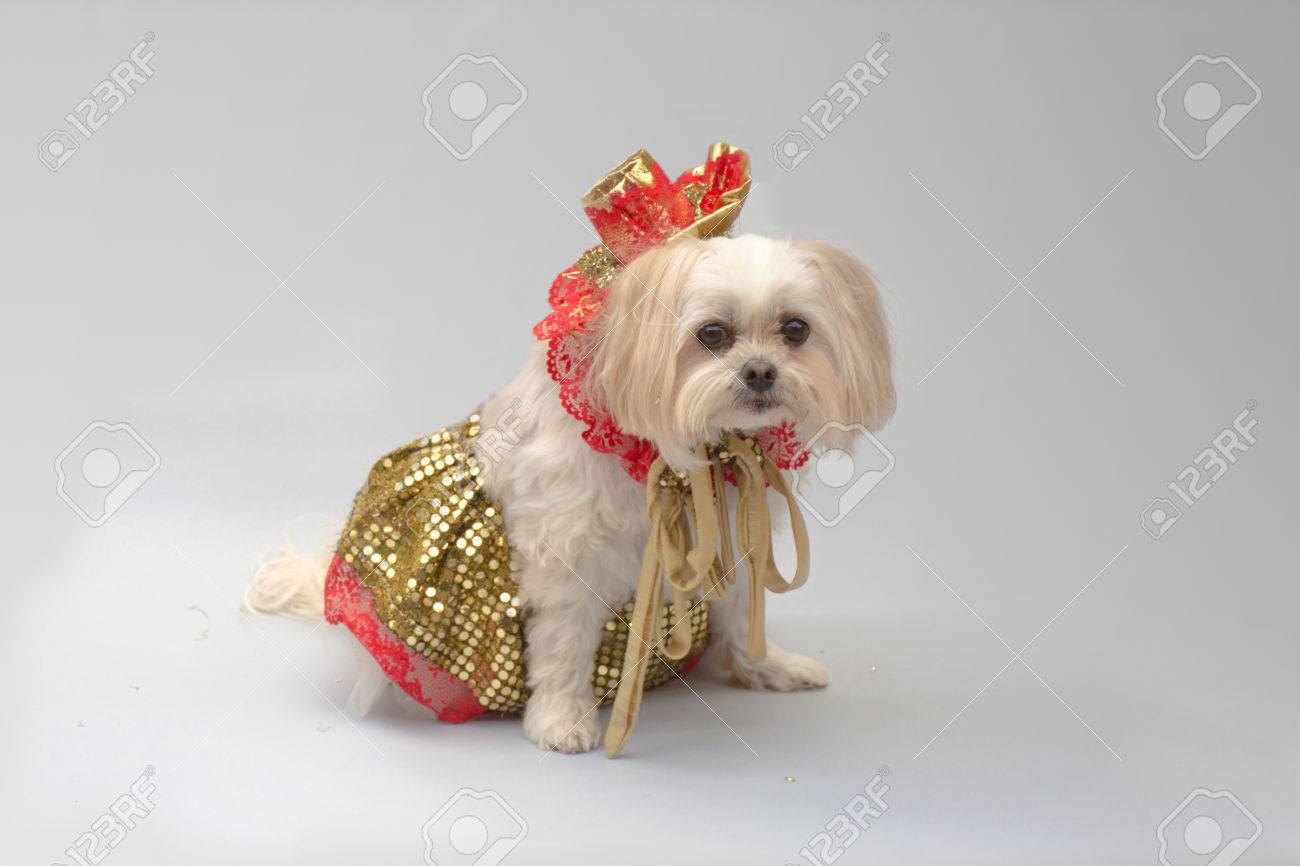maltese dressed up