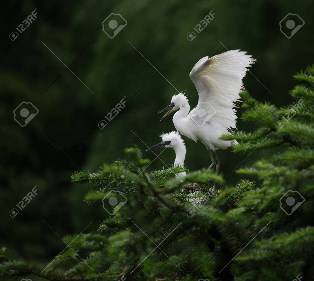 etiam-dictum-ipsum-a-felis