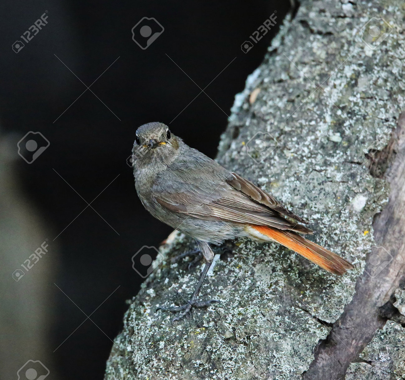 etiam-dictum-ipsum-a-felis