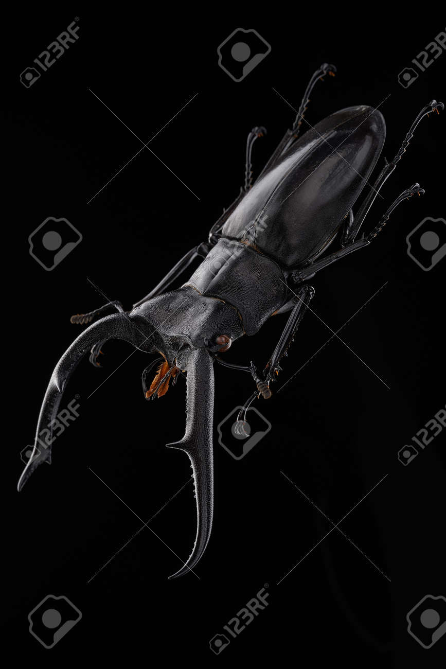 etiam-dictum-ipsum-a-felis