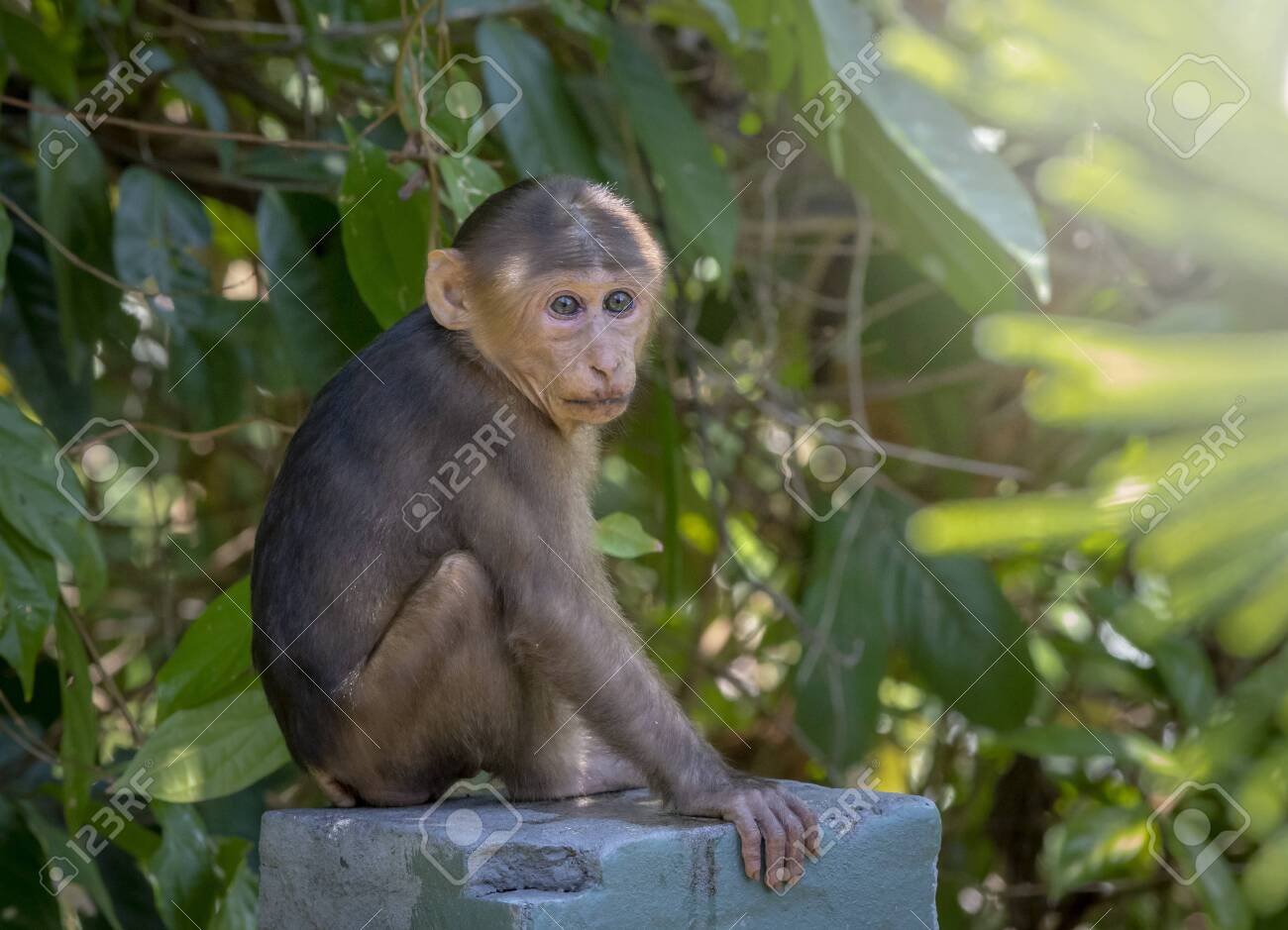 etiam-dictum-ipsum-a-felis