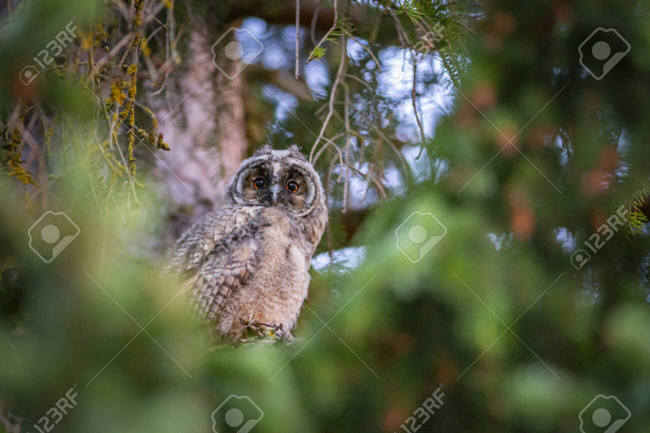 etiam-dictum-ipsum-a-felis