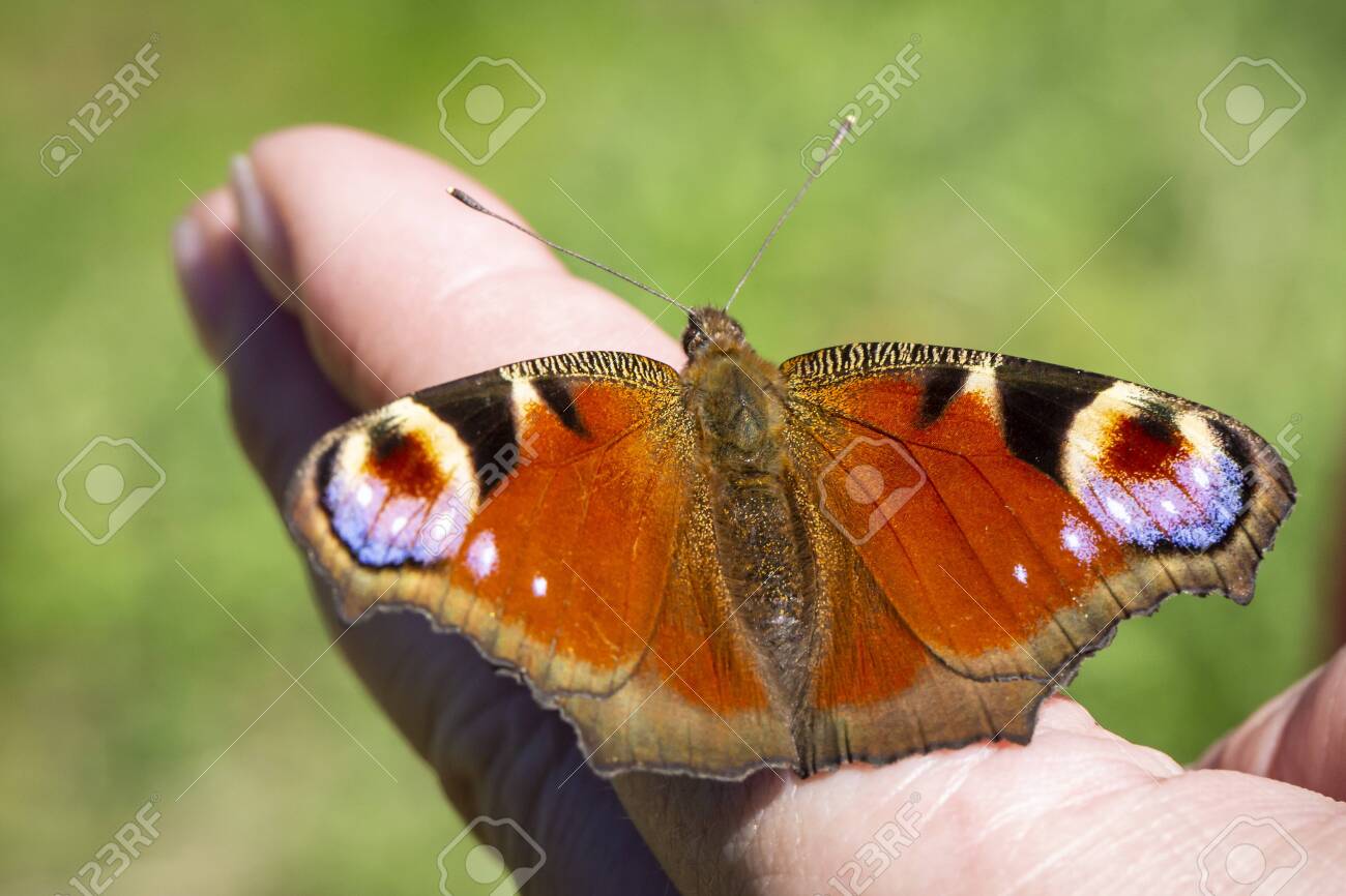 etiam-dictum-ipsum-a-felis