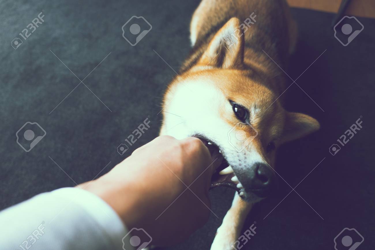 shiba puppy biting