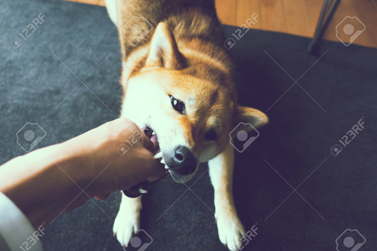 shiba puppy biting