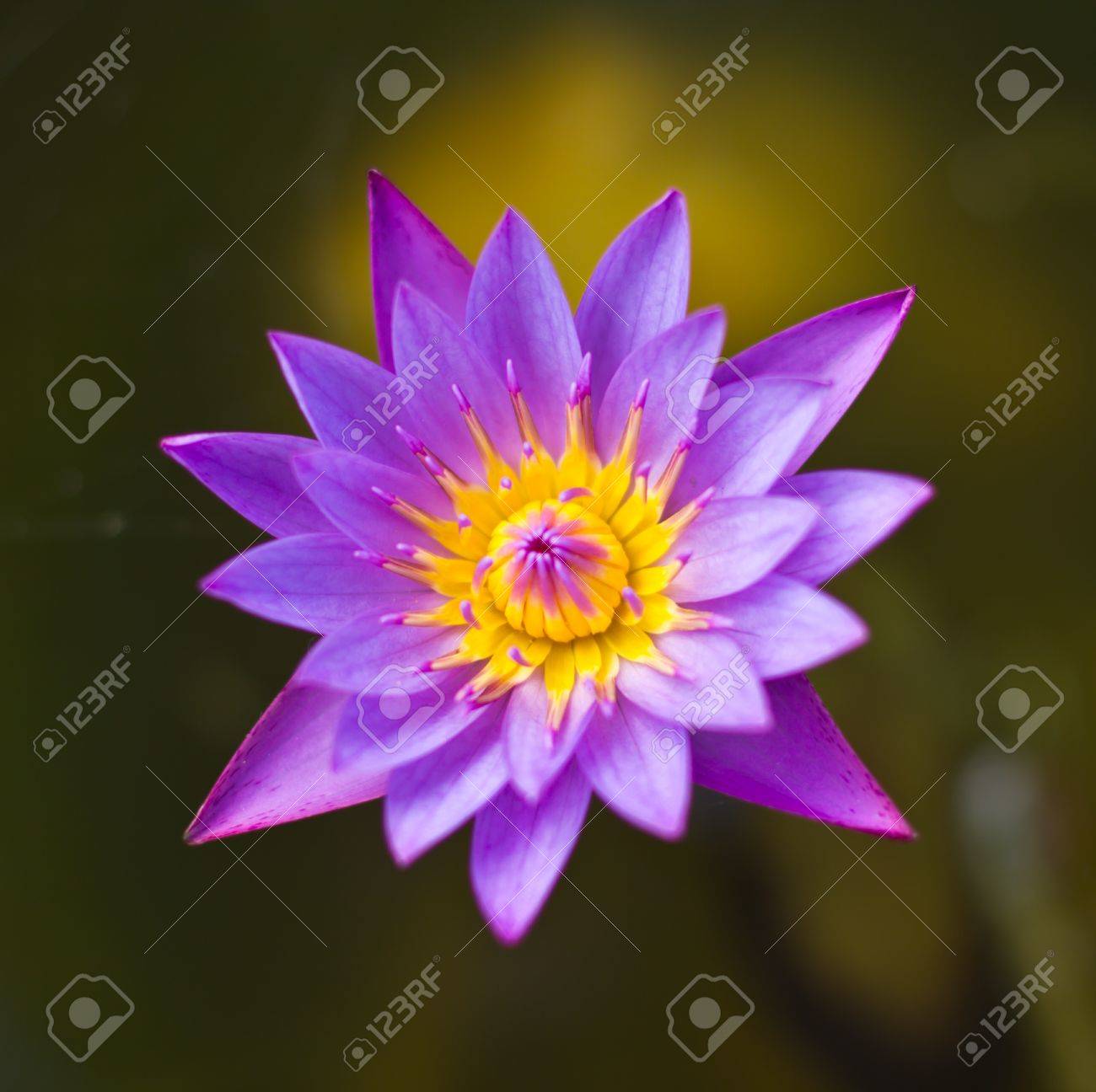 etiam-dictum-ipsum-a-felis