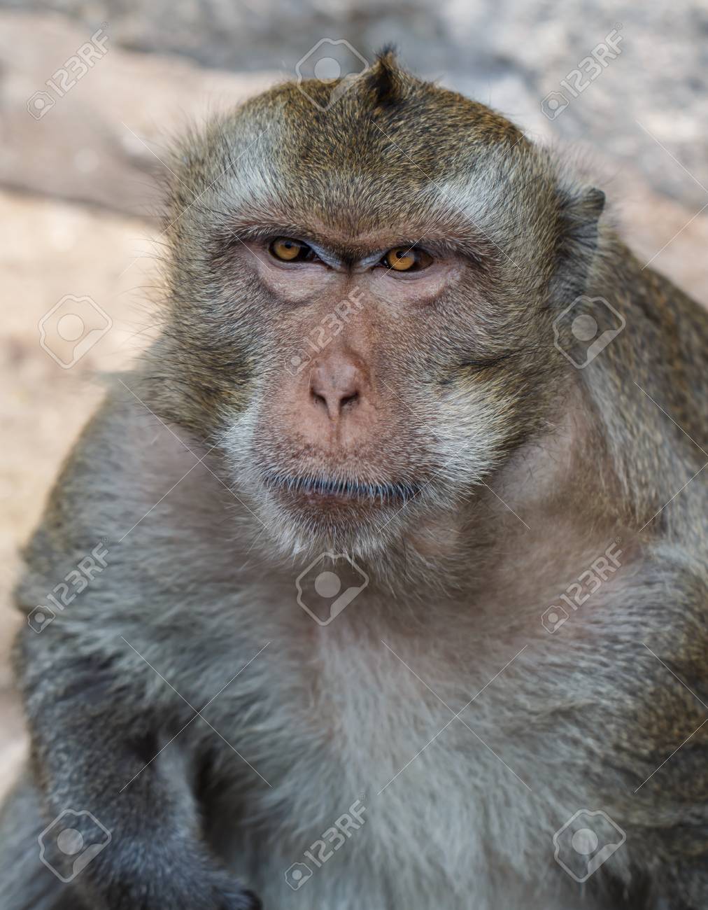 Monkeys Portrait Have Blue Eyes And Orange Of A Monkey Face In Stock Photo Picture And Royalty Free Image Image