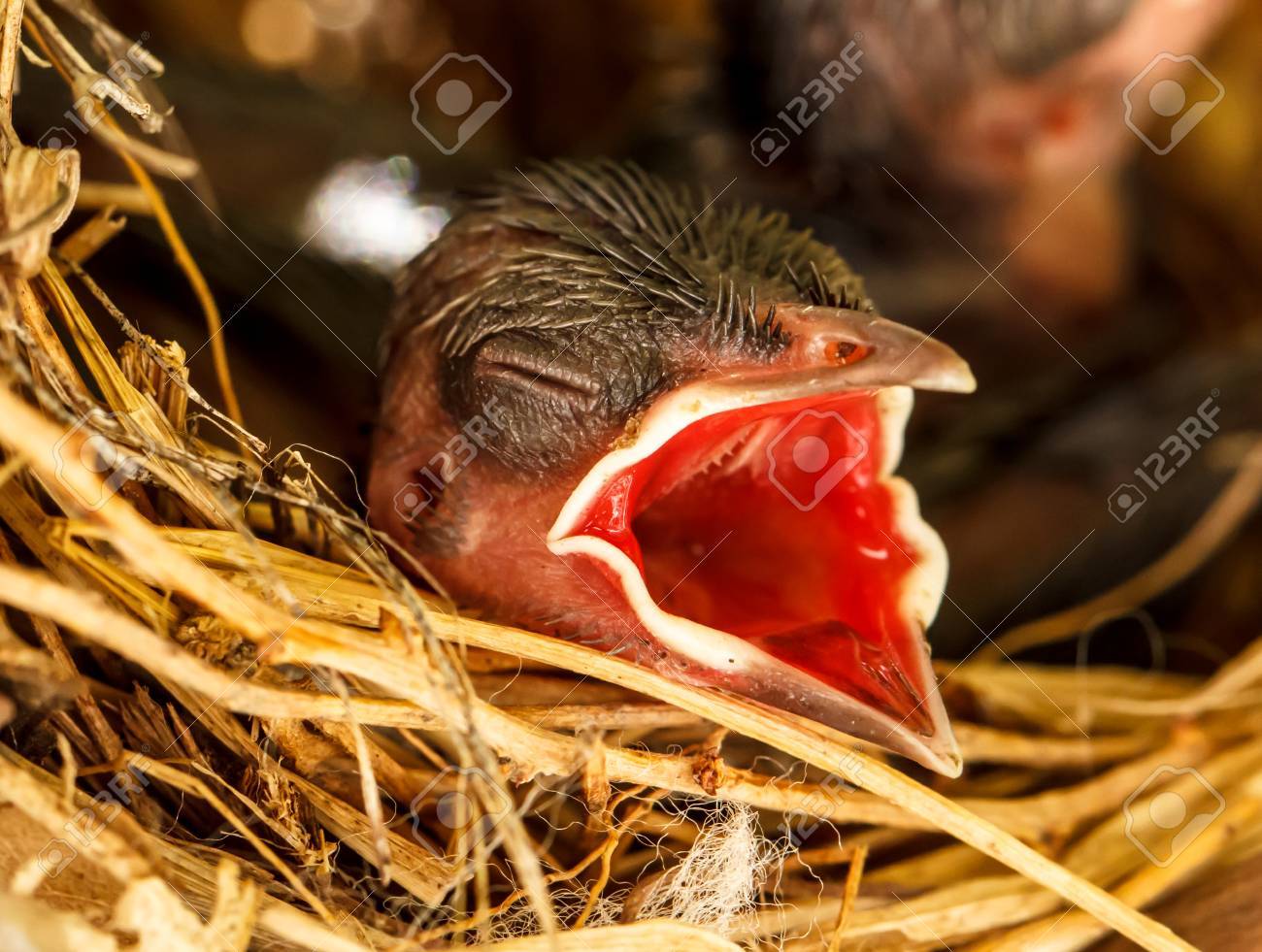 広いくちばしで食べ物を得るを待って巣に赤ちゃんの鳥を開くの