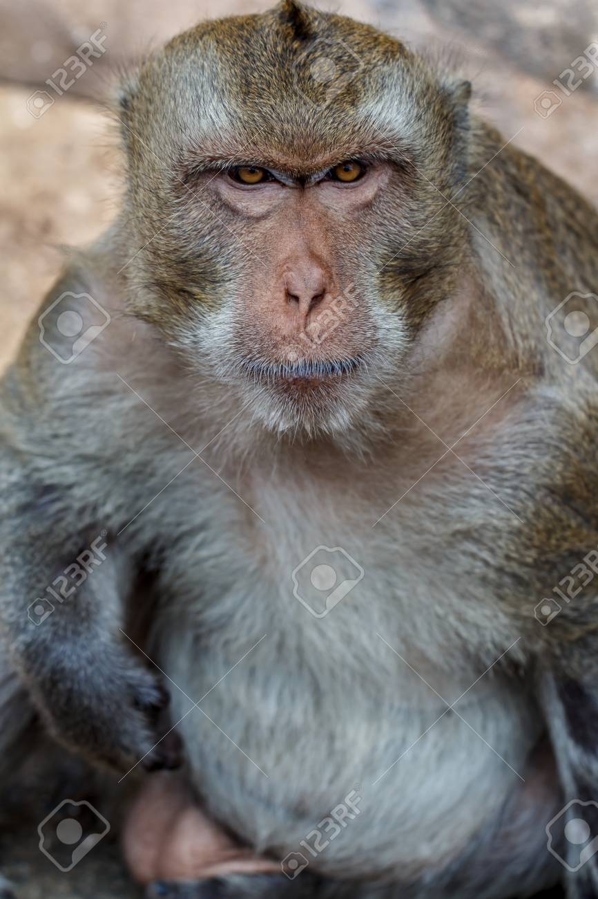 サルの肖像画自然林に青い目と猿の顔のオレンジ色があります の写真素材 画像素材 Image サルの肖像画自然林に青い目と猿の顔のオレンジ色があります の写真素材 画像素材 Image