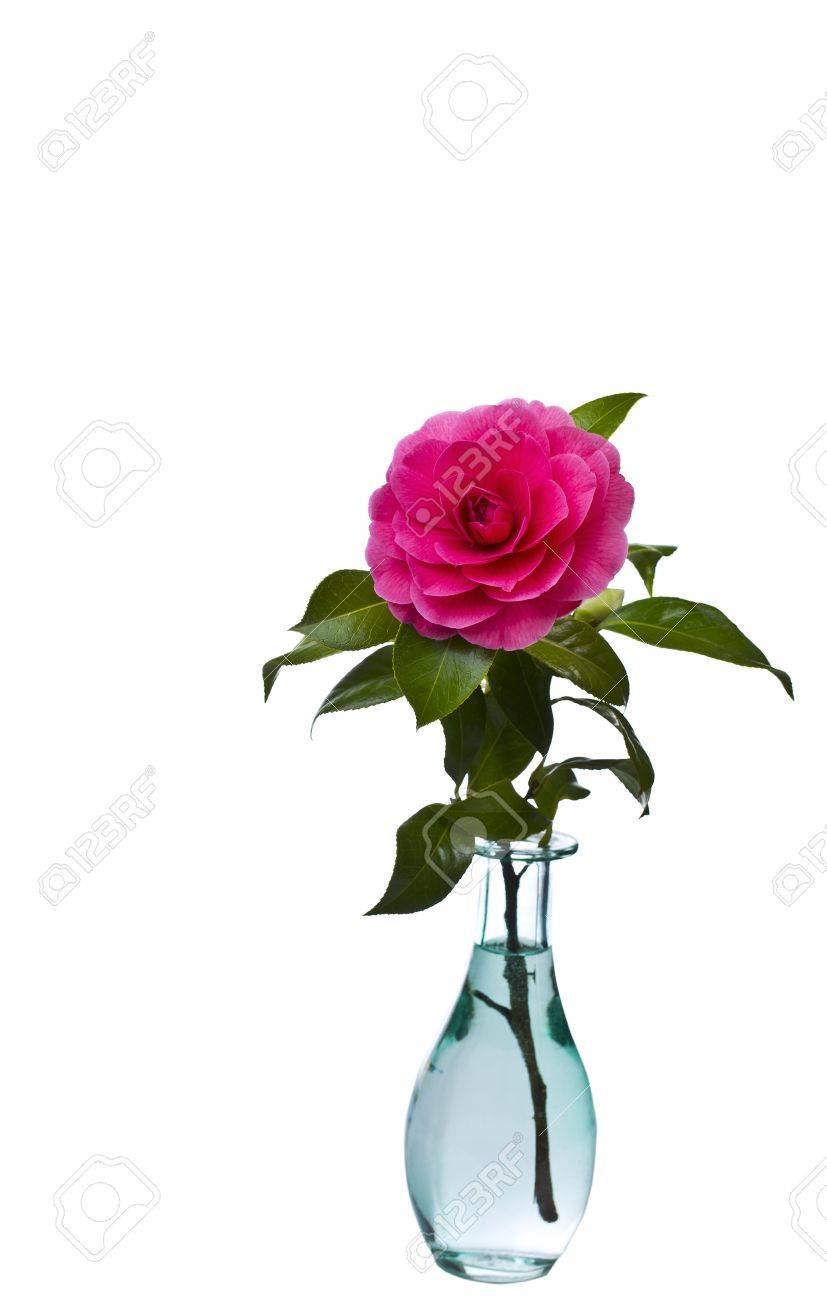 Native Washington State Flower In Full Bloom In Blue Glass Vase Stock Photo Picture And Royalty Free Image Image 13070870