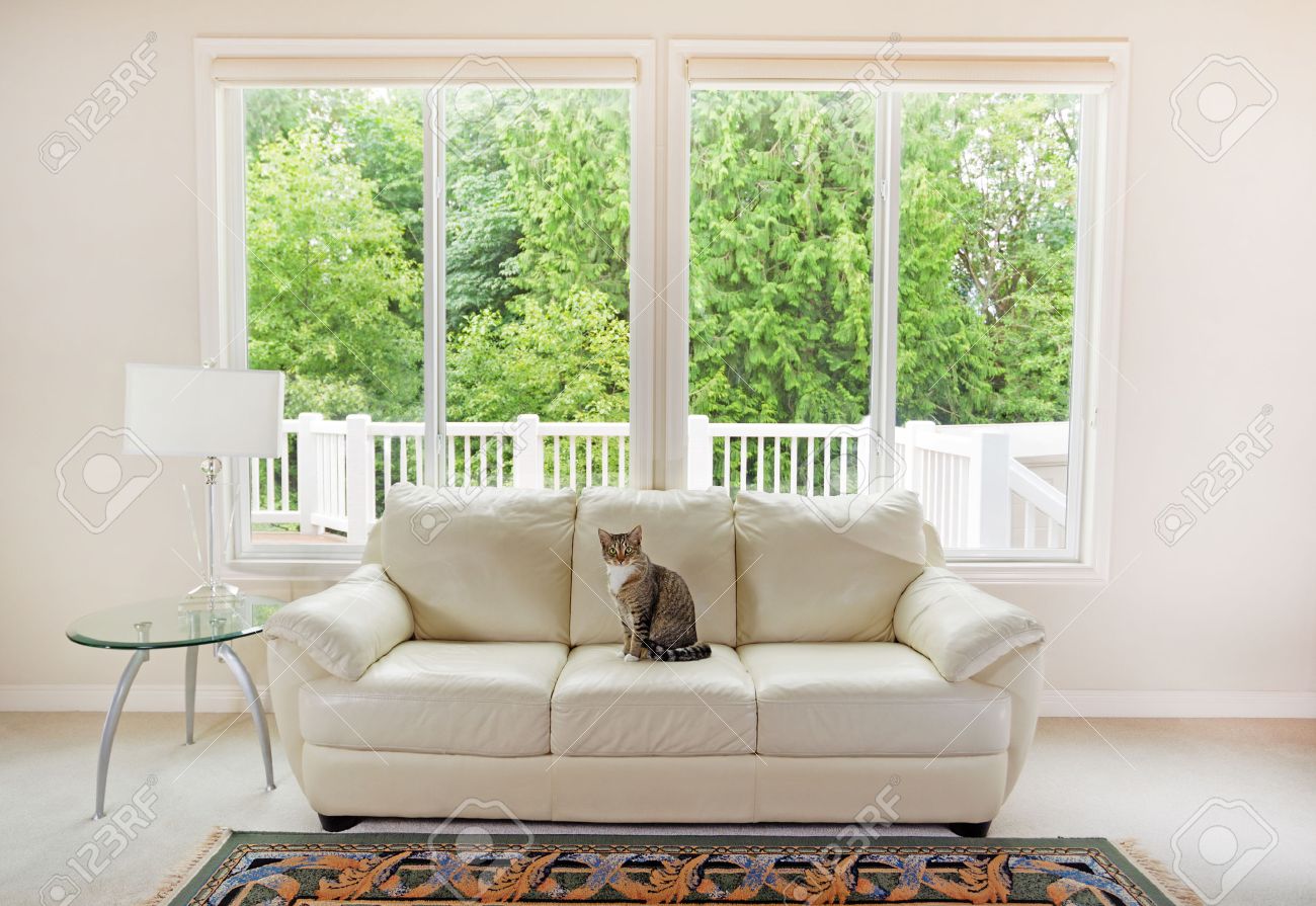 Design Window Couch family cat sitting on white leather couch and large windows showing bright green trees in background