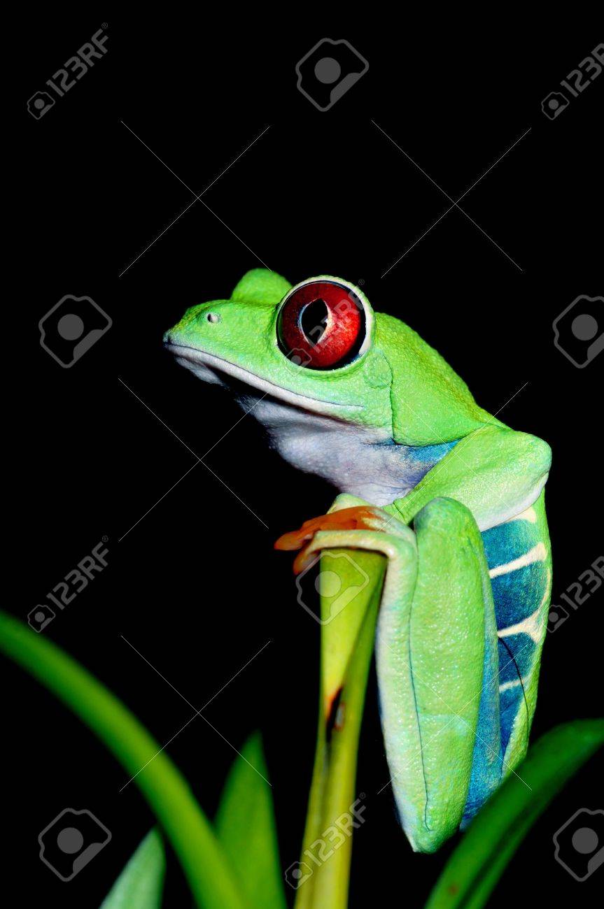 赤い地球上最も美しい生き物の一つ目アマガエル アカメアマガエル の写真素材 画像素材 Image