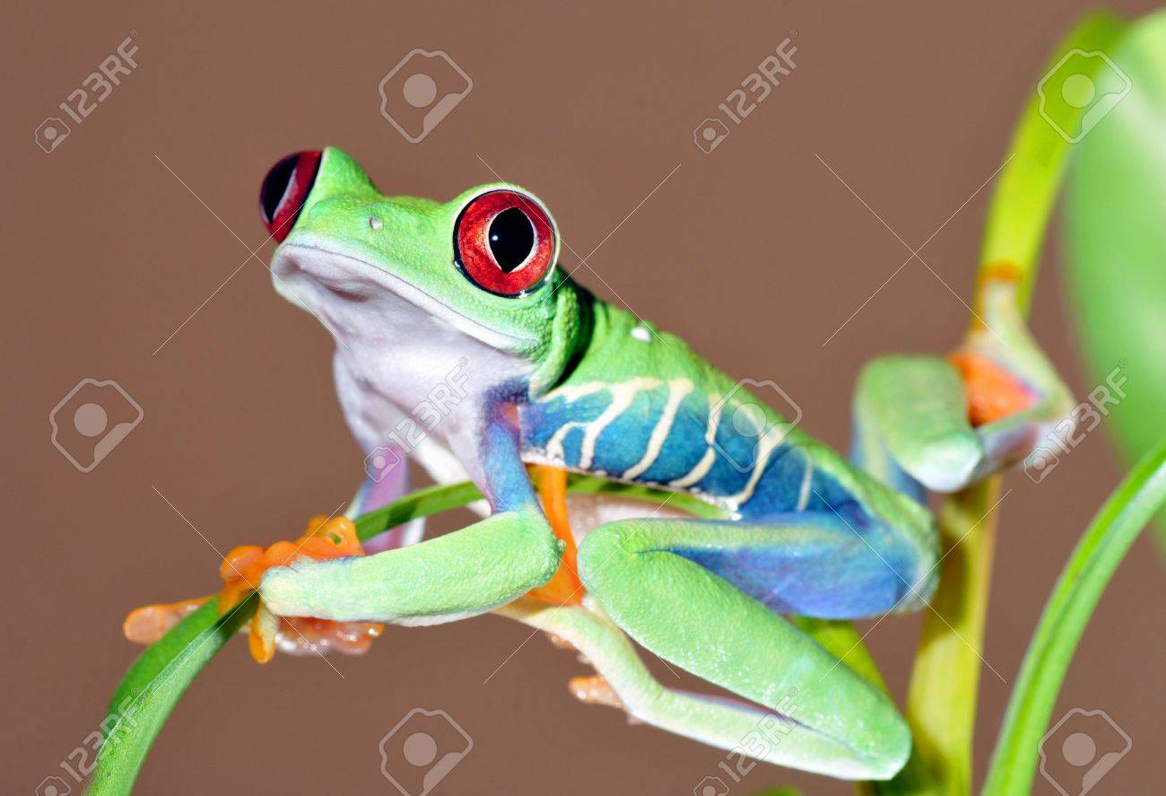 赤い地球上最も美しい生き物の一つ目アマガエル アカメアマガエル の写真素材 画像素材 Image