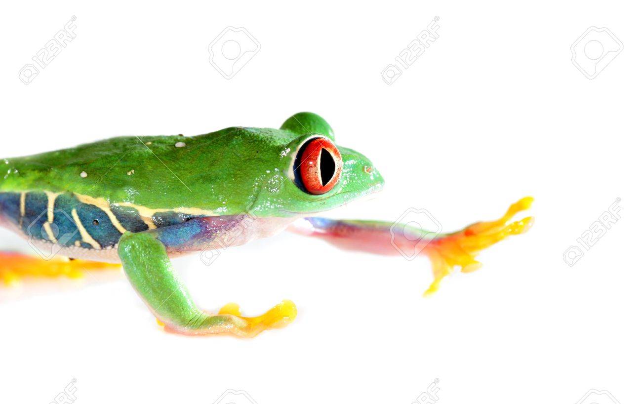 赤い地球上最も美しい生き物の一つ目アマガエル アカメアマガエル の写真素材 画像素材 Image