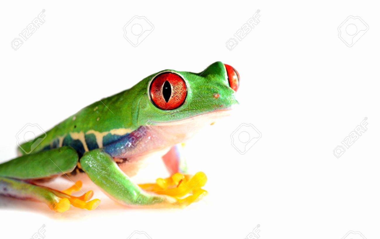 惑星の地球で最も美しい生き物の一つ アカメアマガエル アカメアマガエル の写真素材 画像素材 Image