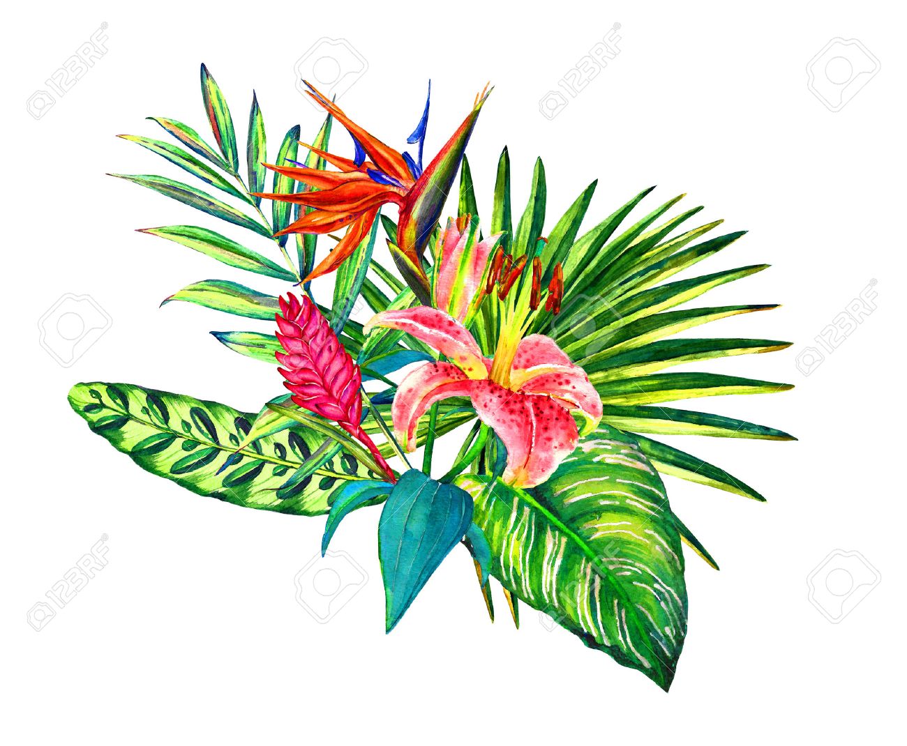Bouquet Tropical Fleurs Exotiques De Lys Strelitzia Feuilles De Palmier à Broméliacées Aquarelle Fait Main Isolée Sur Fond Blanc Composition