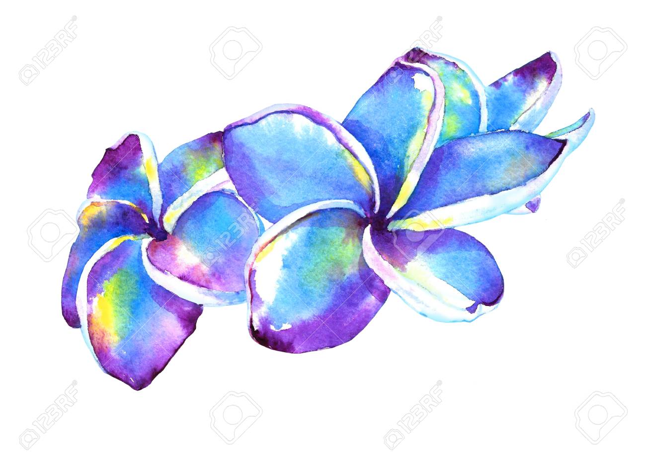 手描きのプルメリアの花 紫と青 水彩イラスト白背景に分離されました あなたのデザインの要素です の写真素材 画像素材 Image