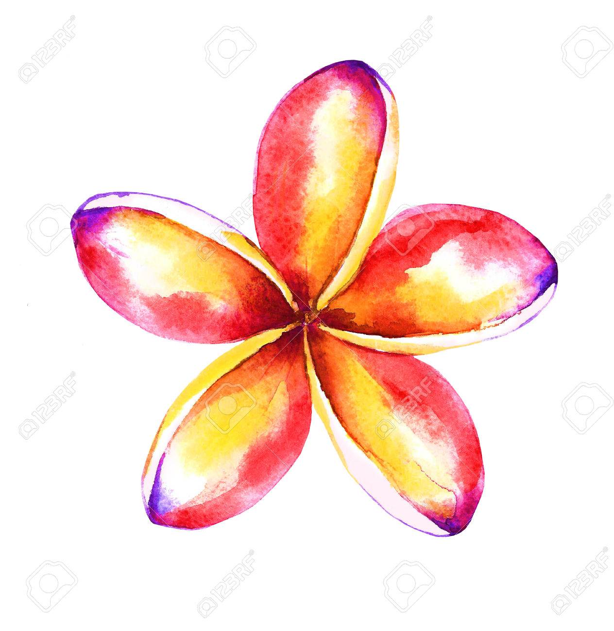 手描きのプルメリアの花 黄色と赤 水彩イラスト白背景に分離されました あなたのデザインの要素です の写真素材 画像素材 Image