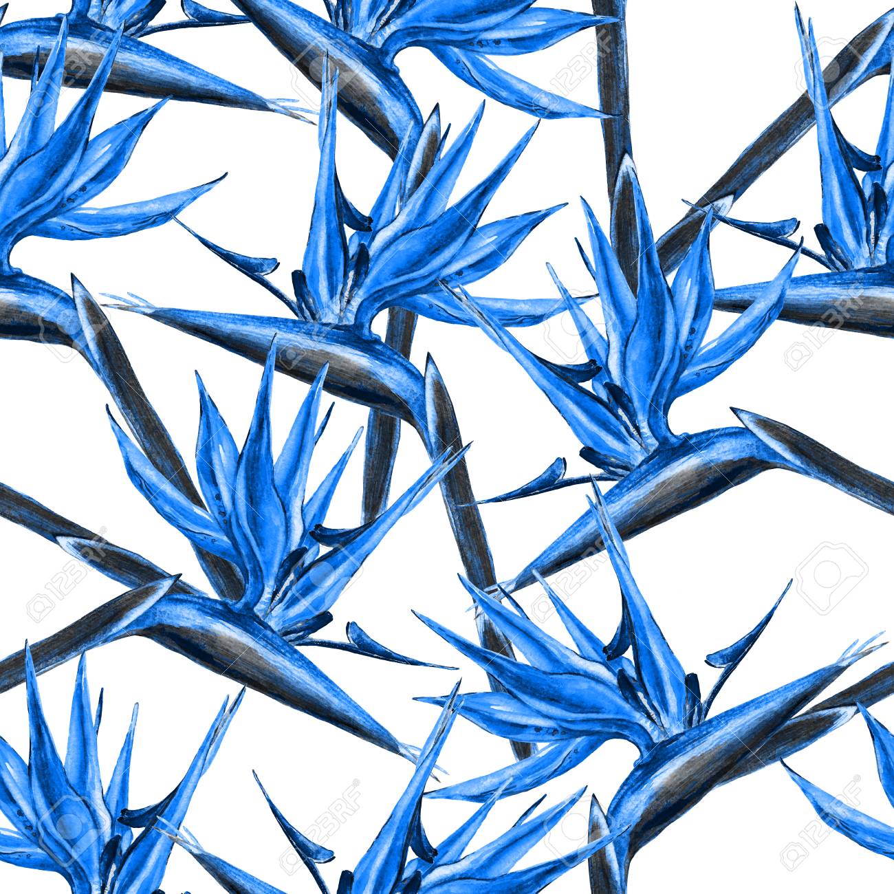 Patron De Loiseau Du Paradis Sans Couture Aquarelle Peinte à La Main Des Fleurs Exotiques De Strelitzia Teintes De Tendance Bleue Sur Fond Blanc
