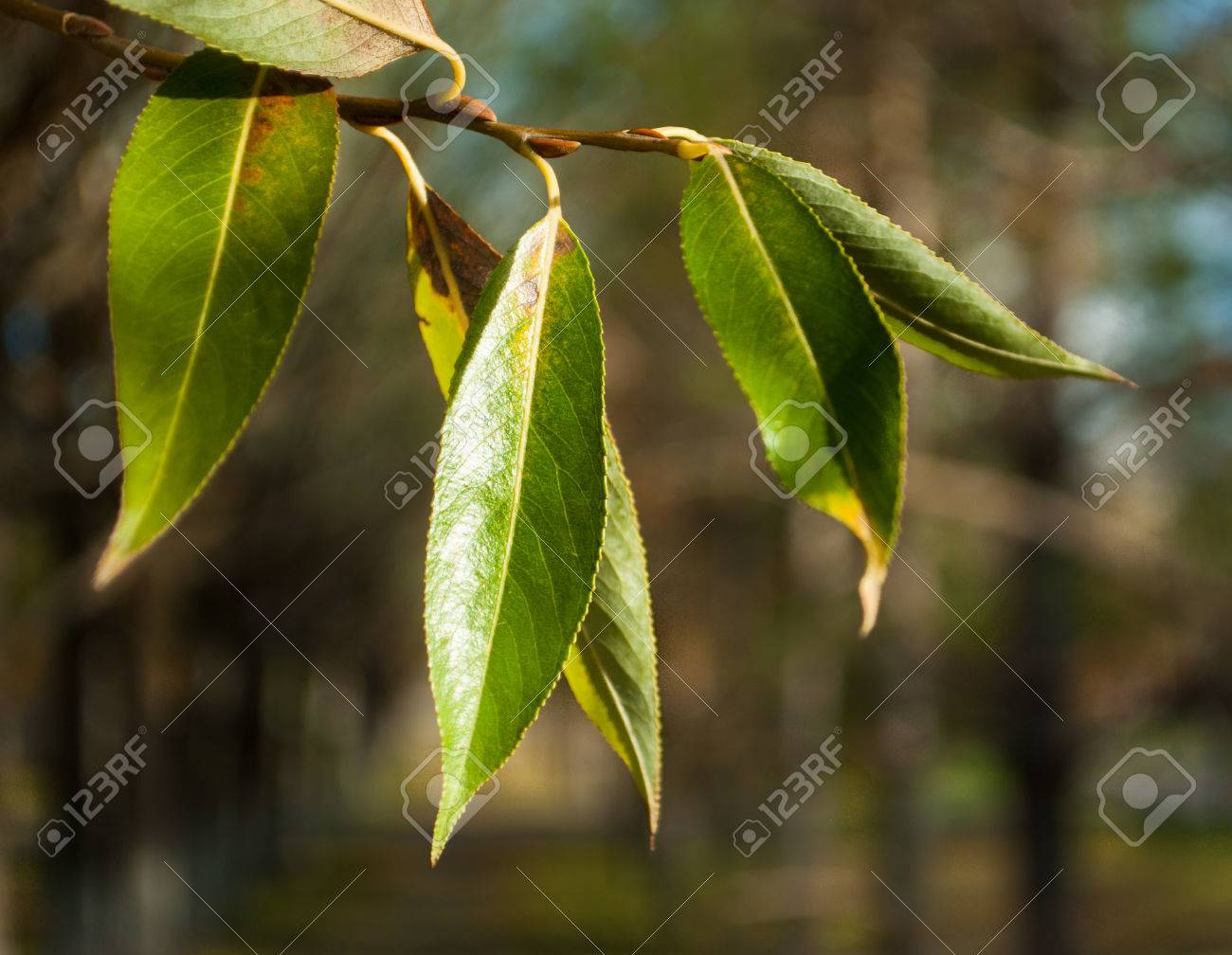 柳の葉のマクロ写真 の写真素材 画像素材 Image