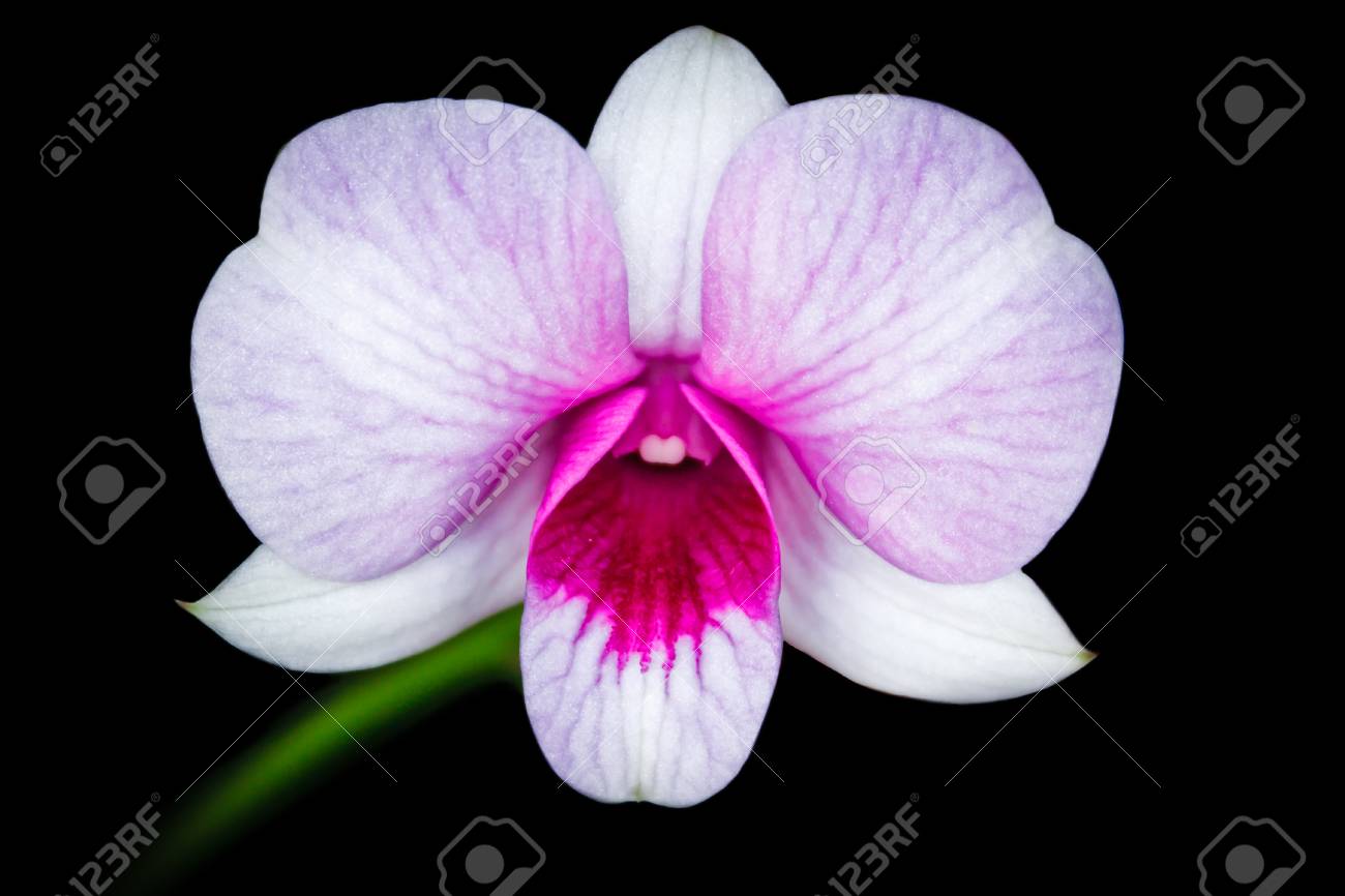 Orchidee Fleur Sur Fond Noir Belle Orchidee Banque D Images Et Photos Libres De Droits Image Orchidee Fleur Sur Fond Noir Belle Orchidee Banque D Images Et Photos Libres De Droits Image