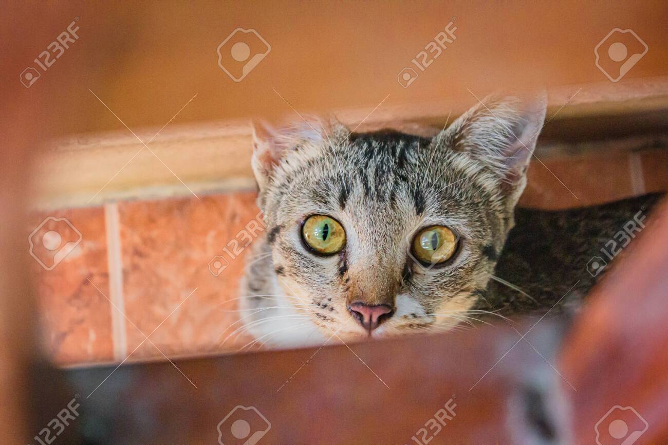 etiam-dictum-ipsum-a-felis