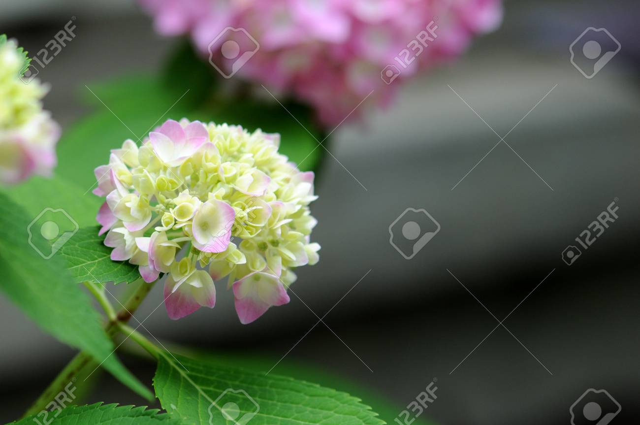 春に満開の白とピンクの綺麗な紫陽花 の写真素材 画像素材 Image 春に満開の白とピンクの綺麗な紫陽花 の写真素材 画像素材 Image