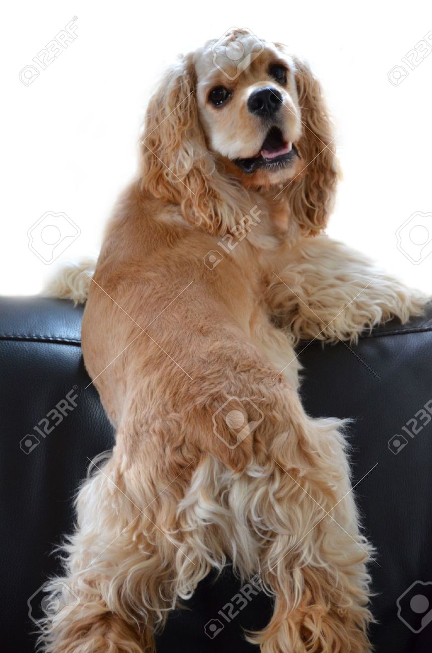 spaniel american