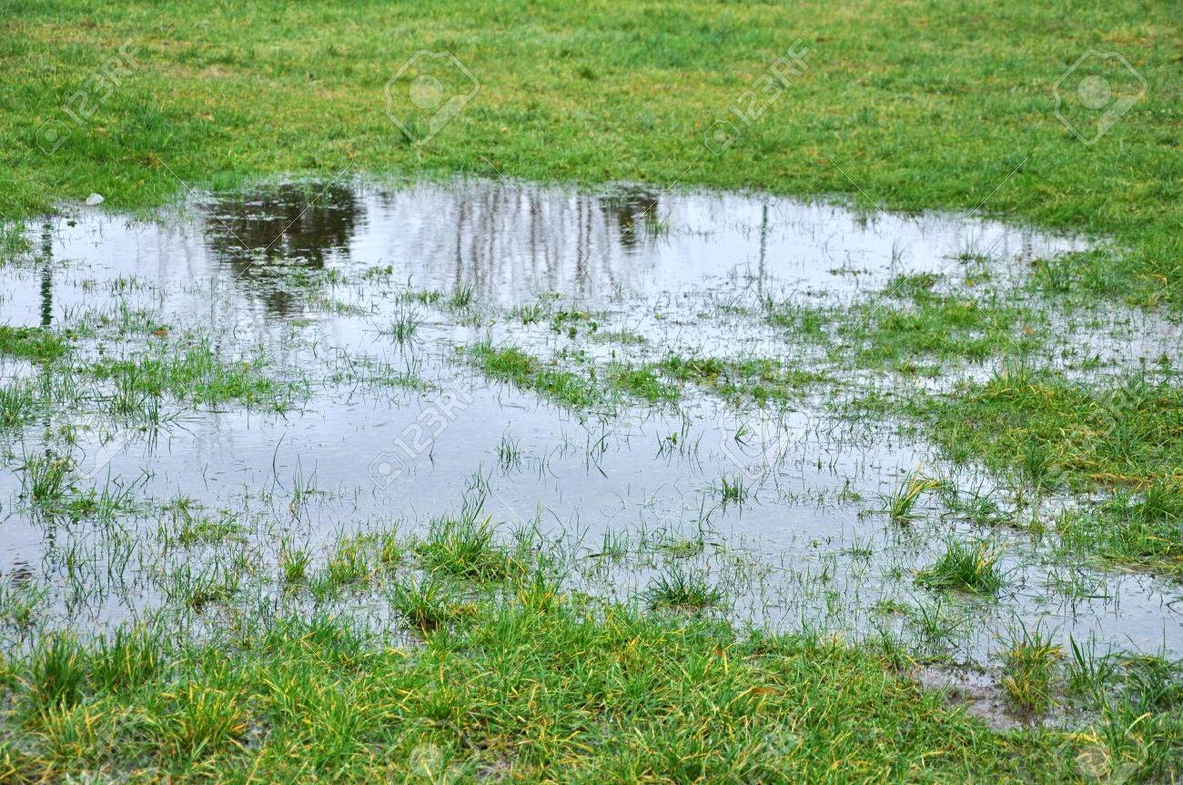 雨の後水たまり草の中 の写真素材 画像素材 Image