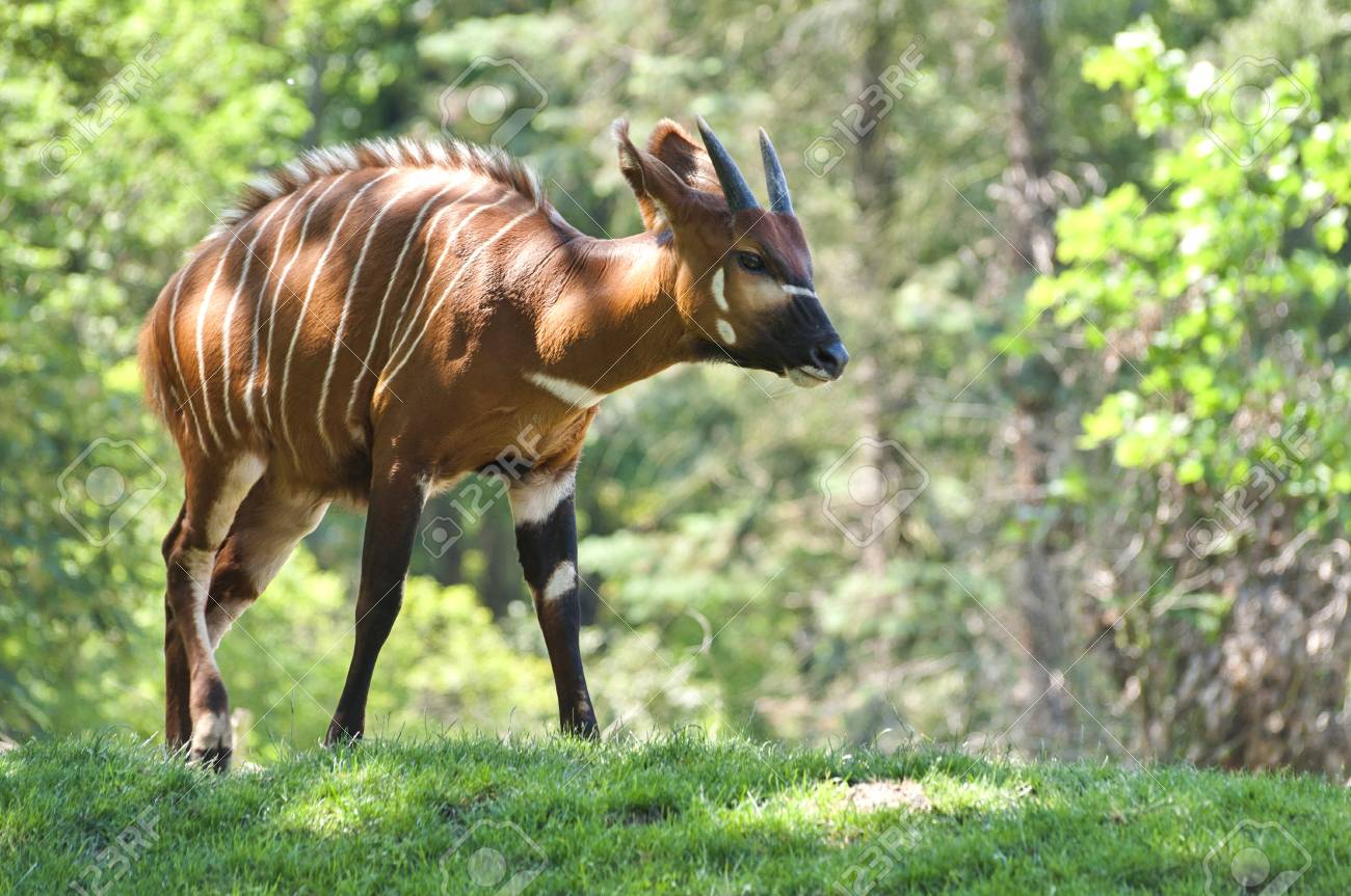https://previews.123rf.com/images/tadeas21/tadeas211606/tadeas21160600180/59118061-gros-plan-d-antilope-bongo-en-for%C3%AAt-dans-la-nature.jpg
